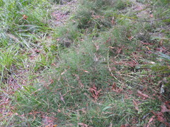 Equisetum telmateia