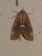 Hypsoropha hormos