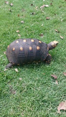 Chelonoidis carbonarius