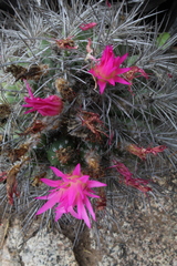 Eriosyce nigrihorrida