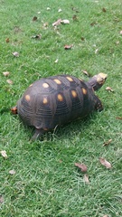 Chelonoidis carbonarius