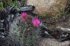 Eriosyce nigrihorrida