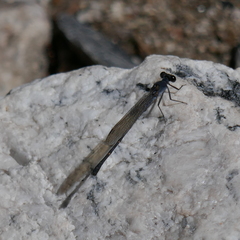 Argia lugens