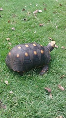 Chelonoidis carbonarius