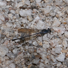 Argia lugens