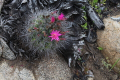 Eriosyce nigrihorrida