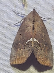 Hypsoropha hormos