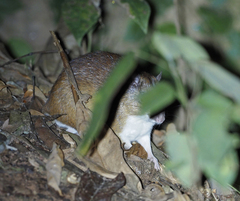 Long-Tailed Spiny-Rat photo 4