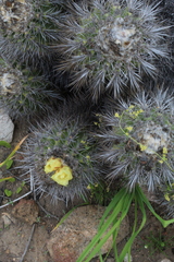 Copiapoa coquimbana