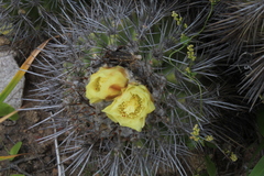 Copiapoa coquimbana