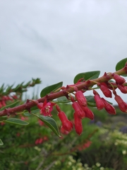 Fuchsia lycioides