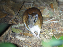 Long-Tailed Spiny-Rat photo 1