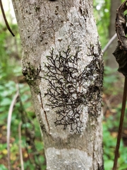 Frullania eboracensis