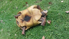 Chelonoidis carbonarius