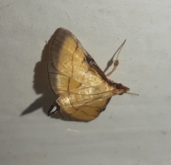 Cnaphalocrocis