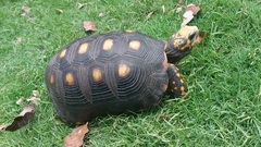 Chelonoidis carbonarius