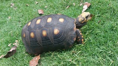 Chelonoidis carbonarius