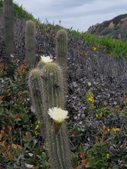 Trichocereus chiloensis litoralis