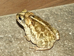 Incilius mazatlanensis