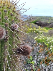Trichocereus chiloensis litoralis
