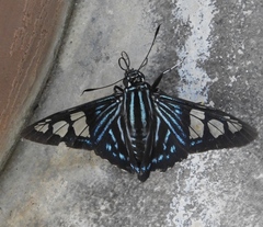 Phocides belus