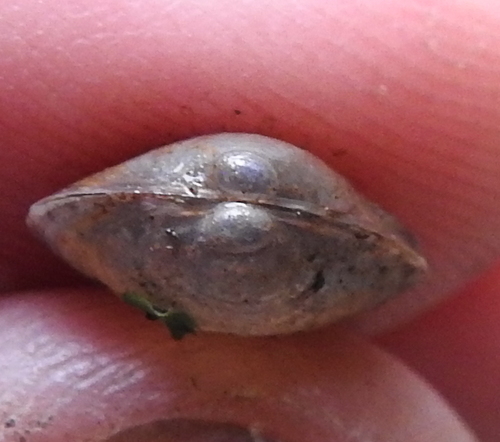Lake Fingernailclam