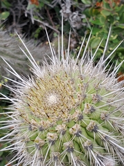 Trichocereus chiloensis litoralis