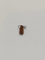 Lycidae