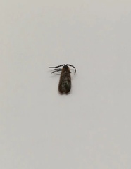 Lycidae