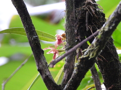 Maxillaria meleagris