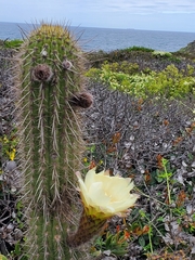 Trichocereus chiloensis litoralis