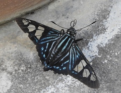 Phocides belus