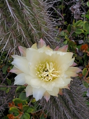 Trichocereus chiloensis litoralis