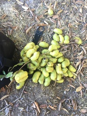 Lardizabala biternata