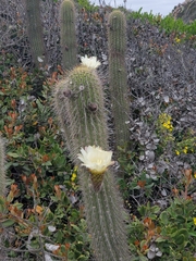 Trichocereus chiloensis litoralis