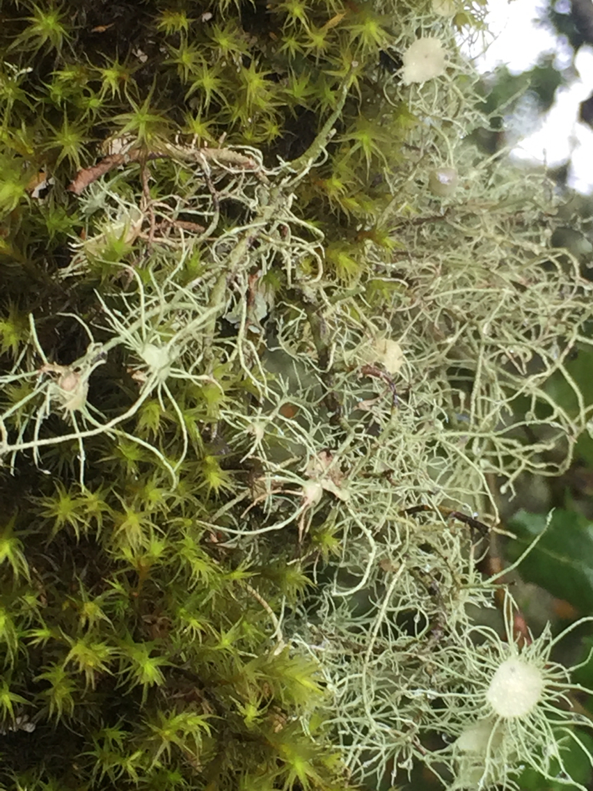 Usnea image