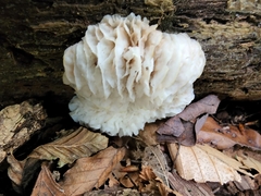 Hypomyces tremellicola