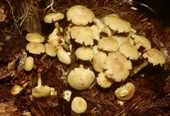 Kuehneromyces marginellus