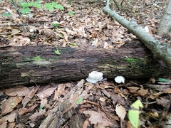 Hypomyces tremellicola