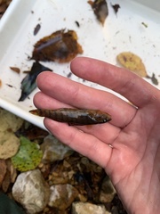 Etheostoma caeruleum