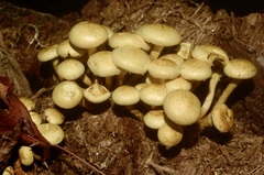 Kuehneromyces marginellus