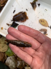 Etheostoma caeruleum