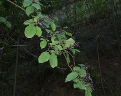 Cornus sanguinea australis