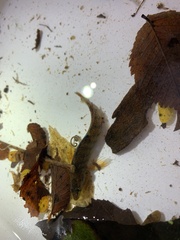 Etheostoma caeruleum