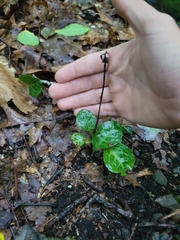 Pyrola americana