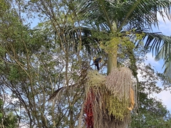 Ramphastos dicolorus