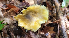 Tricholoma sejunctum