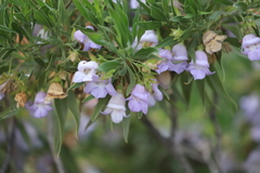 Eremophila freelingii