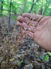Orobanchaceae