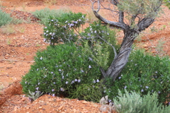 Eremophila freelingii